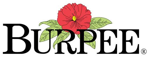 Burpee